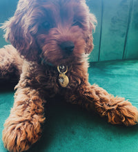 Load image into Gallery viewer, Dream Tags - Bespoke Handcrafted Dog Tags