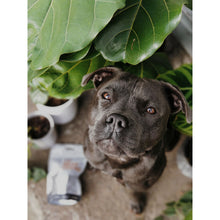 Load image into Gallery viewer, Tu Meke Friend - Beef Liver Strips - Natural Dog Treats