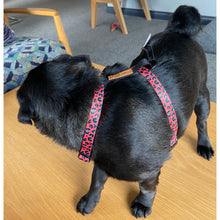 Load image into Gallery viewer, Boss + Boo - Spotted Cheetah Harness