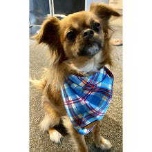 Load image into Gallery viewer, Boss + Boo - Sir Humphrey Bandana