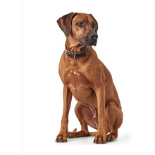 Load image into Gallery viewer, Hunter - Porto Collar -Dark Brown & Cognac