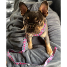 Load image into Gallery viewer, Dream Harness + Lead + Poo bag holder Bundle