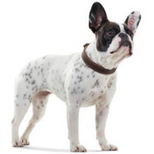 Load image into Gallery viewer, Hunter - Porto Collar -Dark Brown & Cognac