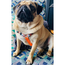 Load image into Gallery viewer, Boss + Boo - Candy Punch Harness