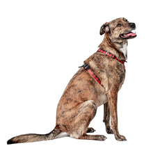 Load image into Gallery viewer, Wolves of Wellington - Buffalo Dog Harness