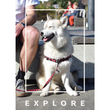 Load image into Gallery viewer, Wolves of Wellington - Buffalo Dog Harness