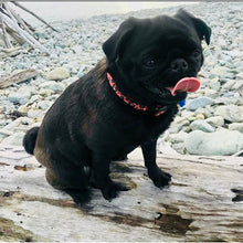 Load image into Gallery viewer, Boss + Boo - Spotted Cheetah Collar