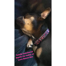 Load image into Gallery viewer, Leopardo Rosa - Collar