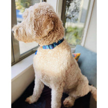 Load image into Gallery viewer, Boss + Boo - Secret Garden Collar