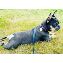 Load image into Gallery viewer, Leopardo Rosa - Collar