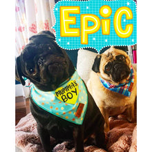 Load image into Gallery viewer, Boss + Boo - Sir Humphrey Bandana
