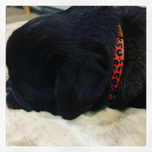 Load image into Gallery viewer, Boss + Boo - Spotted Cheetah Collar