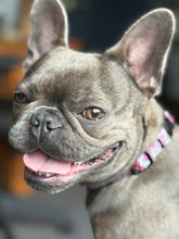 Load image into Gallery viewer, Leopardo Rosa - Collar
