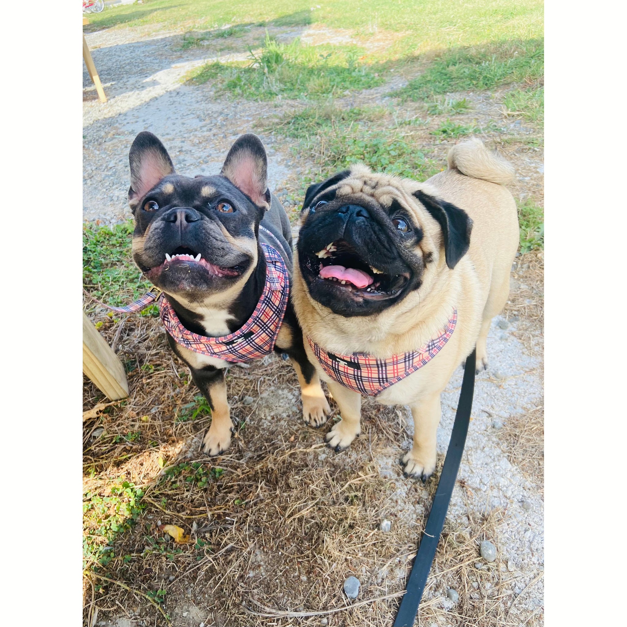 Furberry Chest Harness Adjustable – Dream Dog Designs