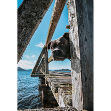 Load image into Gallery viewer, Tu Meke Friend - Beef Liver Strips - Natural Dog Treats
